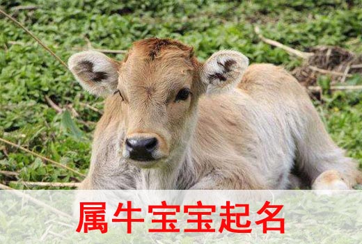 2021牛年寶寶起名取名宜用字都有哪些？